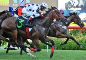 In his typical eleventh hour style, Philanthropist (Oscar Chavez, No 3) gets his head in front where it matters.<br>Photo by Singapore Turf Club